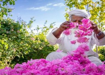 الجبل الأخضر بسلطنة عُمان يستقبل شهر رمضان المبارك بصناعة ماء الورد