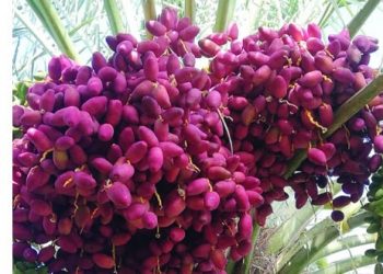 تباشير التمور في سلطنة عُمان بدأت بـ “القيظ” بسبب ارتفاع درجات الحرارة