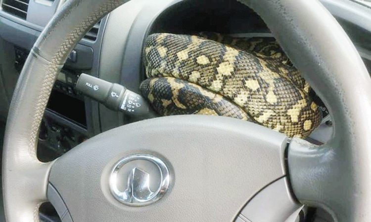سائق يفلت من دفع مخالفة سرعة بعد معركة مع ثعبان خطير 1 سائق يفلت من دفع مخالفة سرعة بعد معركة مع ثعبان خطير