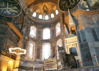 السماح للقطة جلي بالبقاء فى آيا صوفيا