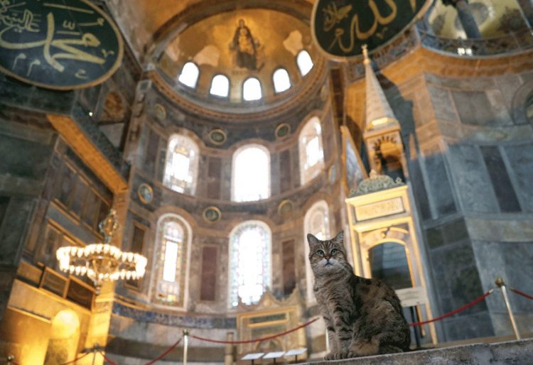 السماح للقطة جلي بالبقاء فى آيا صوفيا