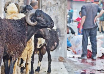 دار الإفتاء تناشد المواطنين الحفاظ على البيئة وعدم إلقاء جلود ومخلفات الأضاحي بالشوارع