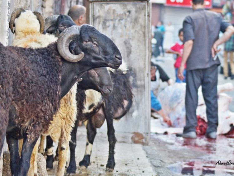 دار الإفتاء تناشد المواطنين الحفاظ على البيئة وعدم إلقاء جلود ومخلفات الأضاحي بالشوارع 1 دار الإفتاء تناشد المواطنين الحفاظ على البيئة وعدم إلقاء جلود ومخلفات الأضاحي بالشوارع