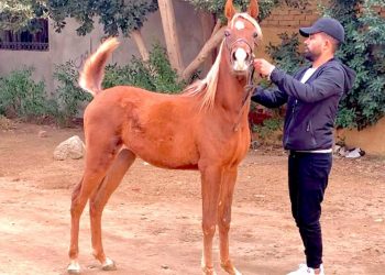 إسلام الليبي مربي الخيول: أنصح الشباب بتعلم رياضة ركوب الخيل فيضمنون بها المناعة والبعد عن المخدرات