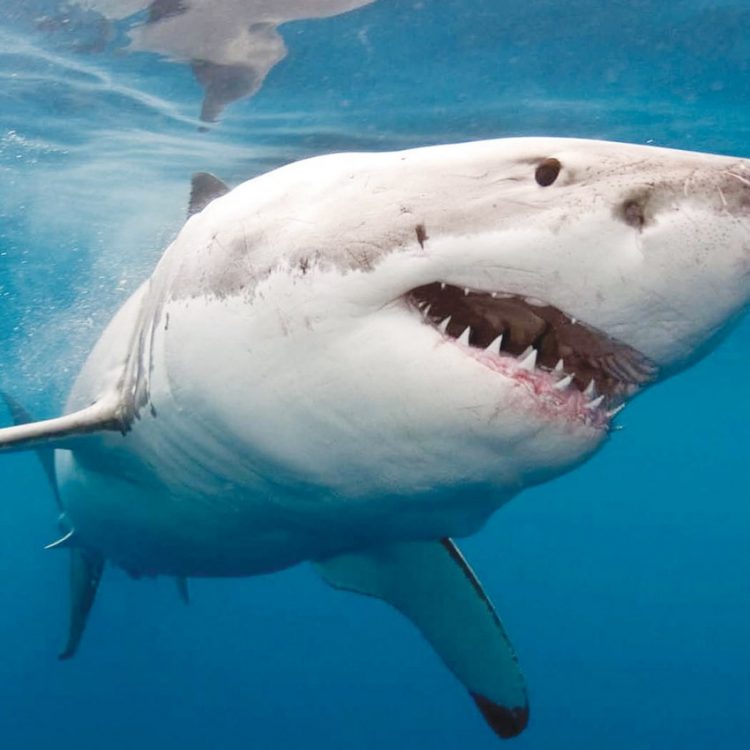 زوج يخلص زوجته من فكي قرشٍ أبيض في أستراليا