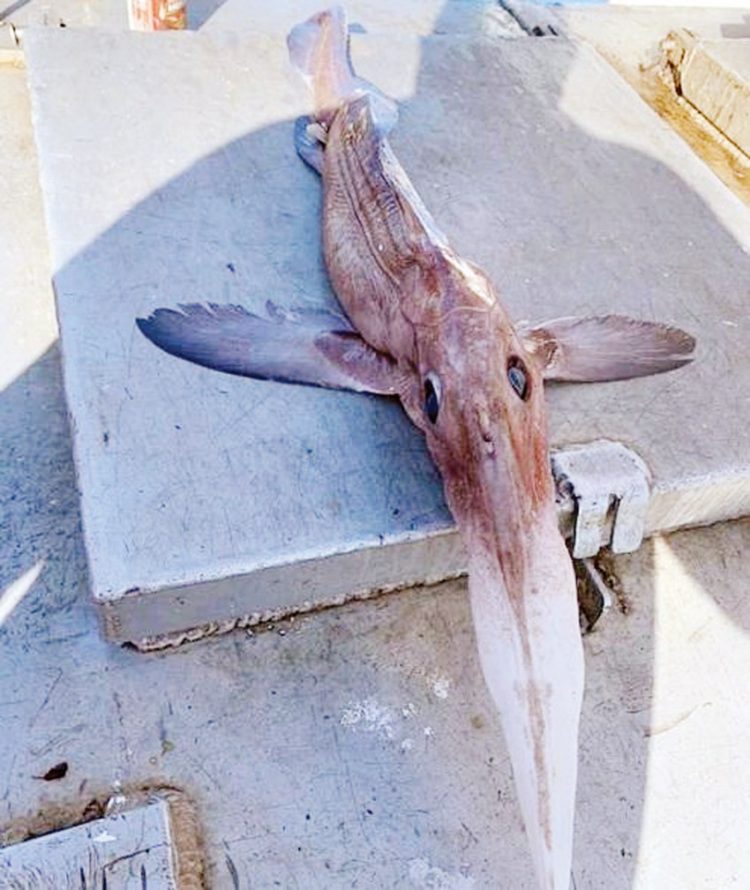 اصطياد سمكة غريبة الشكل تثير الذعر