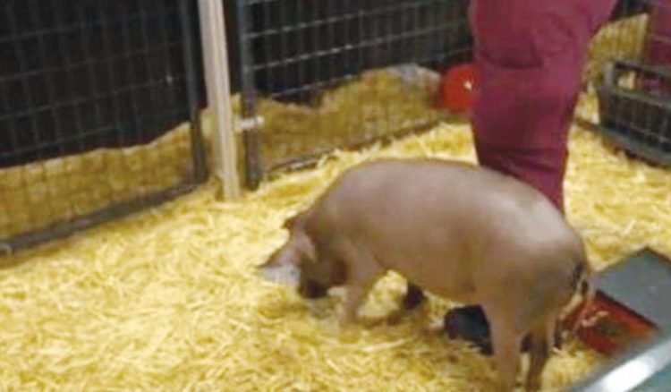 نجاح زراعة شريحة كمبيوتر في دماغ خنزير بهدف علاج أمراض لدى البشر