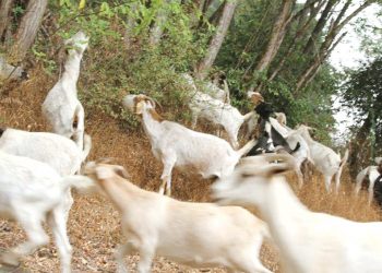 مدينة أمريكية تستنجد بالماعز للحد من حرائق الغابات!