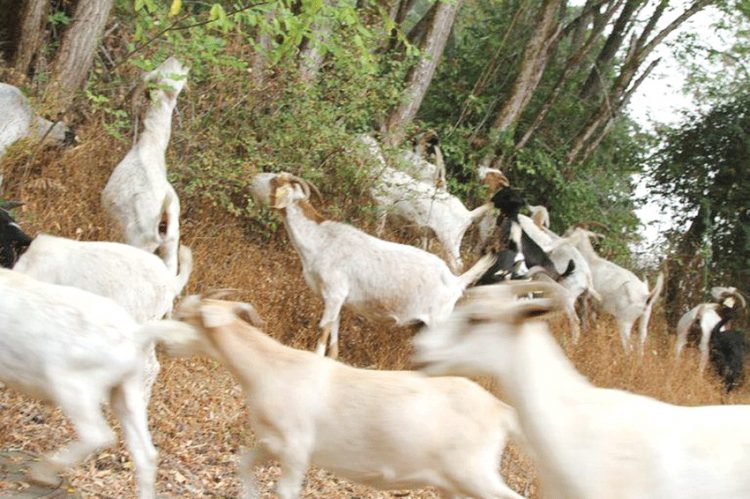 مدينة أمريكية تستنجد بالماعز للحد من حرائق الغابات!