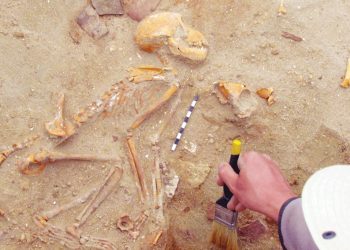 اكتشاف أثري يكشف علاقة الـفـراعـنـة بـقـرود الهنـد