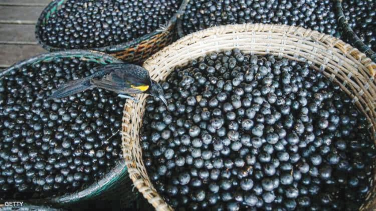 باحثون كنديون يدرسون منافع فاكهة نخل الآساي في علاج الكورونا 1 باحثون كنديون يدرسون منافع فاكهة نخل الآساي في علاج الكورونا