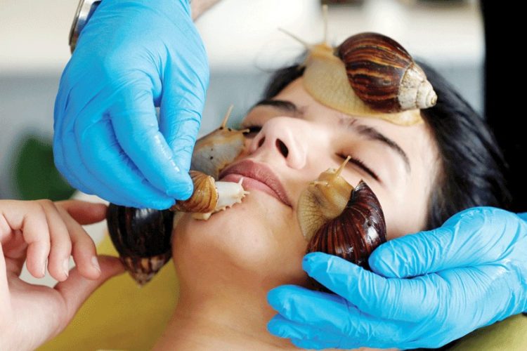 من أجل نضارة البشرة.. أردنيات يستخدمن قواقع الحلزون على وجوههن 1 من أجل نضارة البشرة.. أردنيات يستخدمن قواقع الحلزون على وجوههن