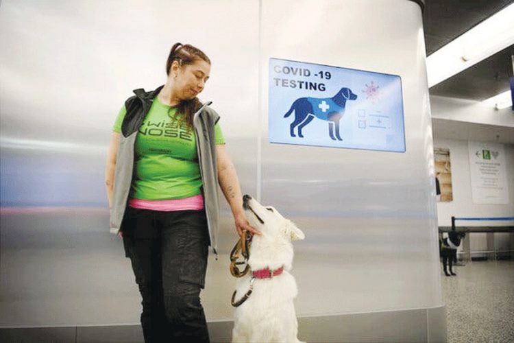 في مطار هلسنكي..الكلاب لاكتشاف المصابين بكورونا 1 في مطار هلسنكي..الكلاب لاكتشاف المصابين بكورونا