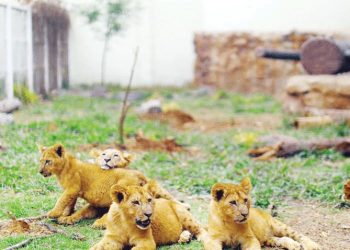 إصابة أربعة أسود في حديقة برشلونة للحيوانات بكورونا