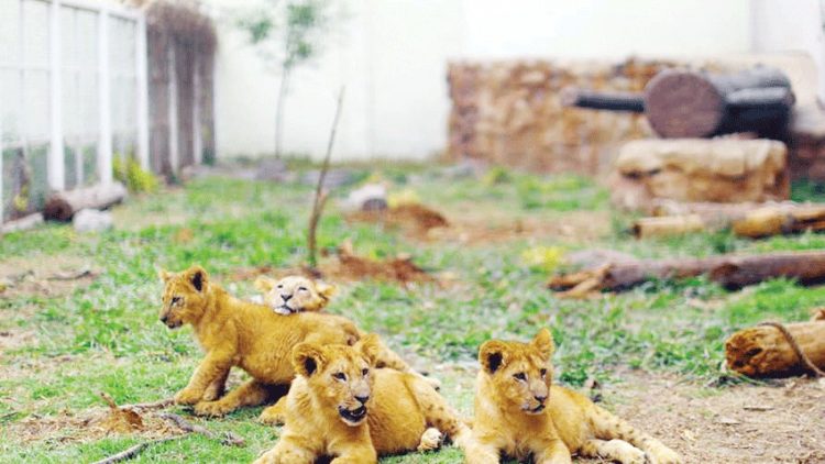 إصابة أربعة أسود في حديقة برشلونة للحيوانات بكورونا 1 إصابة أربعة أسود في حديقة برشلونة للحيوانات بكورونا