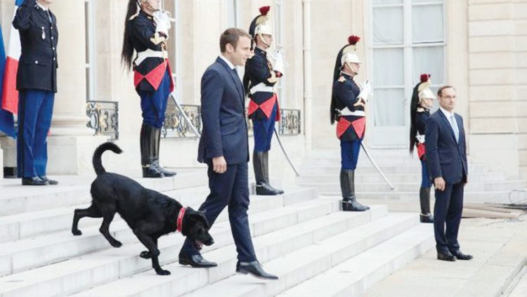 تعرف على الكلب الهجين الذي يظهر دائما بجوار ماكرون 1 تعرف على الكلب الهجين الذي يظهر دائما بجوار ماكرون