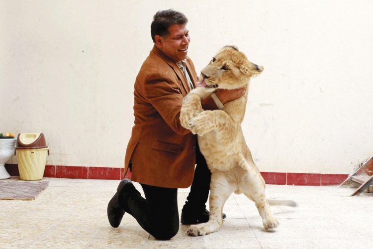 عراقي يربي أسودا في بيته بالبصرة