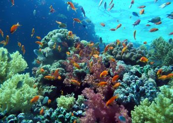 وزيرة البيئة : بدعم القيادة السياسية يتم استكمال تطوير وتحديث المحميات الطبيعية