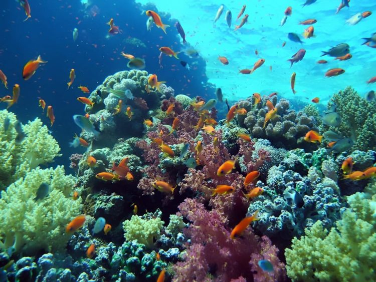 وزيرة البيئة : بدعم القيادة السياسية يتم استكمال تطوير وتحديث المحميات الطبيعية 1 وزيرة البيئة : بدعم القيادة السياسية يتم استكمال تطوير وتحديث المحميات الطبيعية