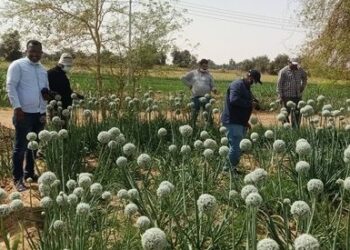 بحوث الصحراء والفاو ينظمان ورش عمل مجتمعية للممارسات الزراعية السليمة بواحة الخارجة بالوادي الجديد