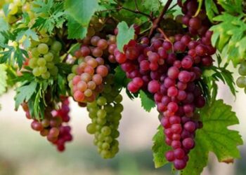 محصول العنب