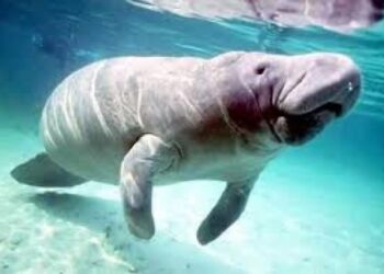 ياسمين فؤاد: نجاح محميات البحر الاحمر فى انقاذ الدوجونج