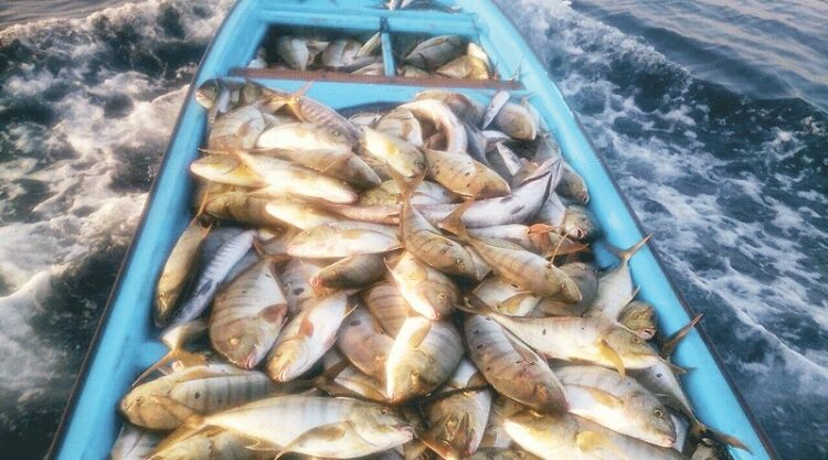 ارتفاع كمية الأسماك المنزلة في سلطنة عُمان 31 % 1 ارتفاع كمية الأسماك المنزلة في سلطنة عُمان 31 %