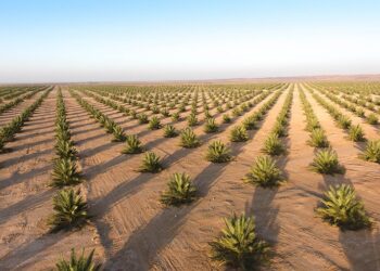 جهاز الاستثمار بسلطنة عُمان يتولى زراعة “المليون نخلة”