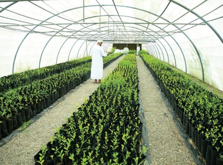 صندوق التنمية الزراعية والسمكية بعُمان رافد محوري لاستدامة المشروعات وفق رؤية 2040