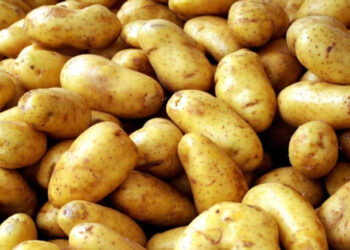 من بينها البطاطس والفراولة .. تعرف على صادرت مصر الزراعية