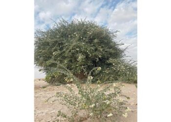 اكتشاف وتوثيق شجرة فريدة من نوعها فـي سلطنة عُمان والوطن العربي