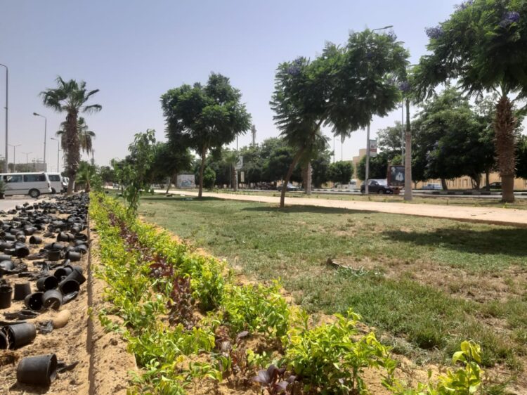 رئيس الجهاز: تكثيف أعمال صيانة المسطحات الخضراء والمزروعات بمداخل مدينة الشروق لتحسين الصورة البصرية