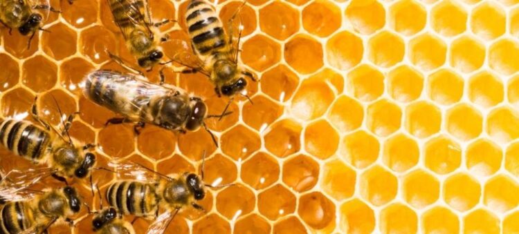 داعم للاقتصاد الوطني.. مبيعات العسل العُماني يحقق 50 ألف ريال في أغسطس 2021 1 داعم للاقتصاد الوطني.. مبيعات العسل العُماني يحقق 50 ألف ريال في أغسطس 2021