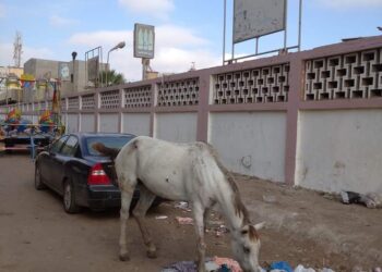 محافظ الغربيه يأمر بإزالة الاشغالات والخيول المجهوله بشارع ابو زهره بطنطا‎‎