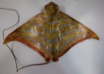 اكتشاف نوع جديد من أسماك الراي في مياه أبوظبي