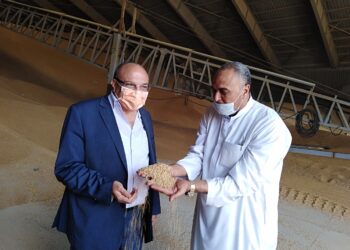 محافظ الإسكندرية: توريد 2267 طن قمح لصوامع المحافظة
