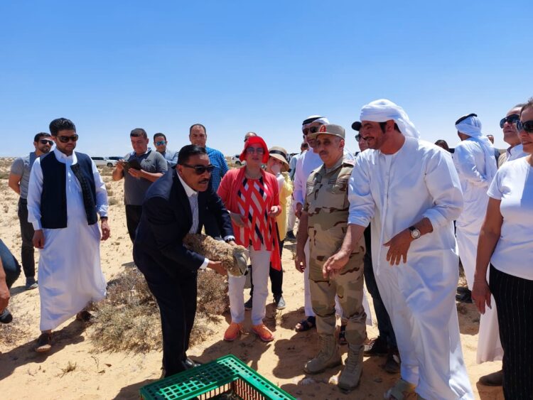 تعاون مصرى إماراتى لإطلاق وإعادة توطين طيور الحبارى فى  مصر 