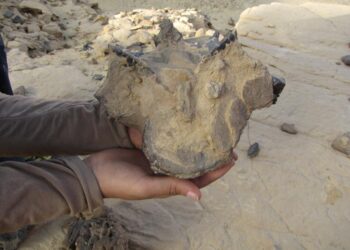 اكتشاف حفرية ديناصور” هابيل” بالواحات البحرية لحفرية