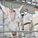 غلق مجزر طنطا ونقل الذبح إلى مجزر شبشير الحصة الجديد 13 غلق مجزر طنطا ونقل الذبح إلى مجزر شبشير الحصة الجديد