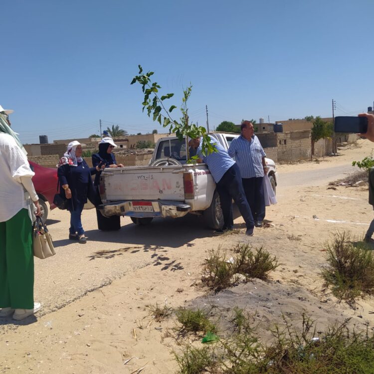 حملة  لتشجير شوارع «قبر عمير» بالتين والزيتون بشمال سيناء