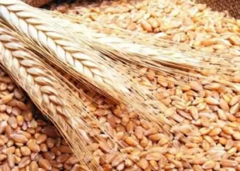 عاجل..انخفاض جديد في سعرطن “القمح”المستورد.