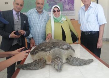 منصة السويس تنقذ سلحفاة نادرة وتوعية المصطافين والصيادين بالتنوع البيولوجي