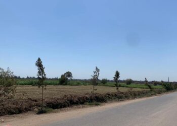 الغربية تزرع 1238 شجرة مثمرة وغير مثمرة في الطرق العامة تنفيذاً للمبادرة الرئاسية “زراعة ١٠٠ مليون شجرة