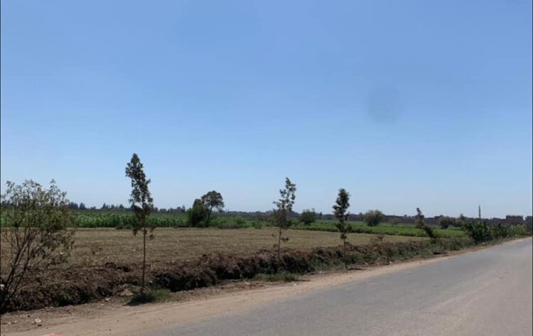 الغربية تزرع 1238 شجرة مثمرة وغير مثمرة في الطرق العامة تنفيذاً للمبادرة الرئاسية “زراعة ١٠٠ مليون شجرة