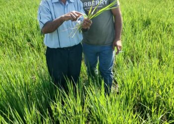 الزراعة: مكافحة الآفات تتابع حالة المحاصيل الاستراتيجية القطن والذرة والأرز في المحافظات