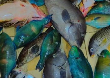 أسماك البحر الأحمر أنواع شتى والمستهلكون ينتظرون مواسم الصيد