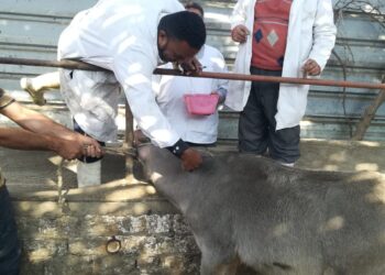 تحصين 248 ألف رأس ماشية ضد الحمى القلاعية والوادي المتصدع بالغربية