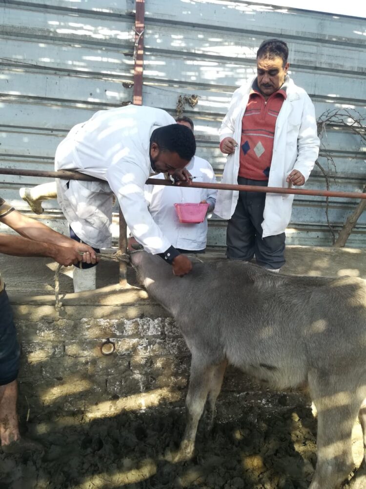 تحصين 248 ألف رأس ماشية ضد الحمى القلاعية والوادي المتصدع بالغربية 1 تحصين 248 ألف رأس ماشية ضد الحمى القلاعية والوادي المتصدع بالغربية