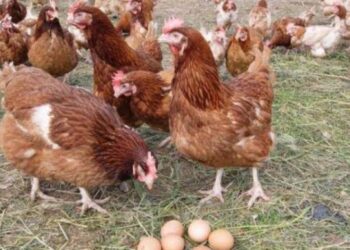 الغرف التجارية تعلن تراجع أسعار الدواجن بقيمة 13 جنيها