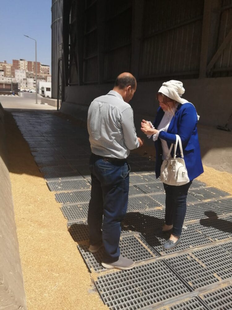 توريد 163 ألف 947 طن من القمح بمخازن الغربية بنسبة 93,95%